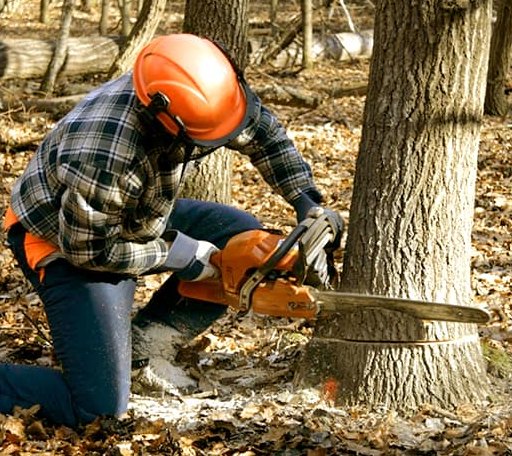 Tree Removal in Hillsdale, IL